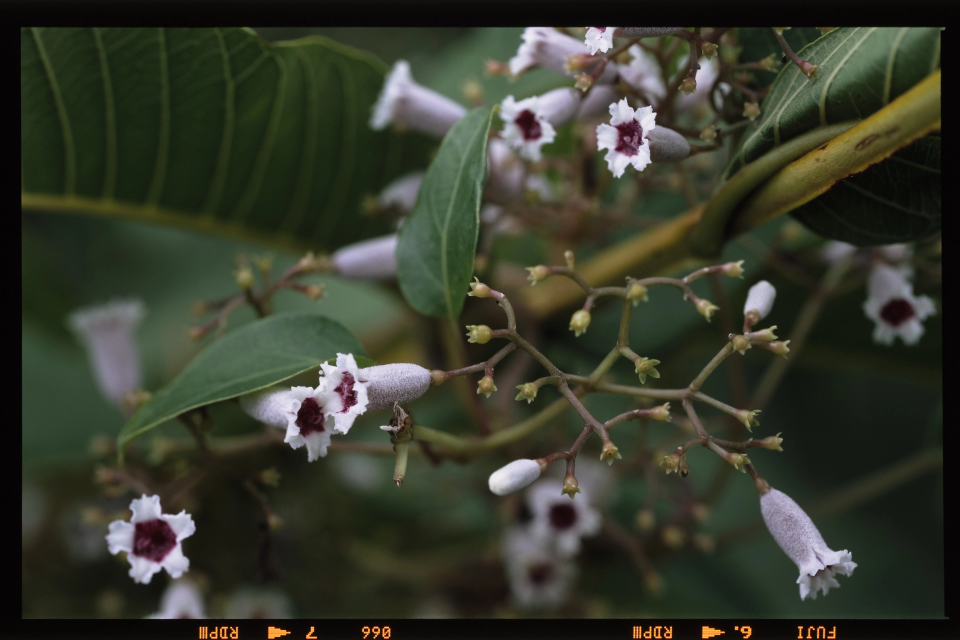 Paederia scandens